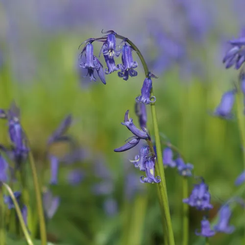 Hallerbos, full of purple