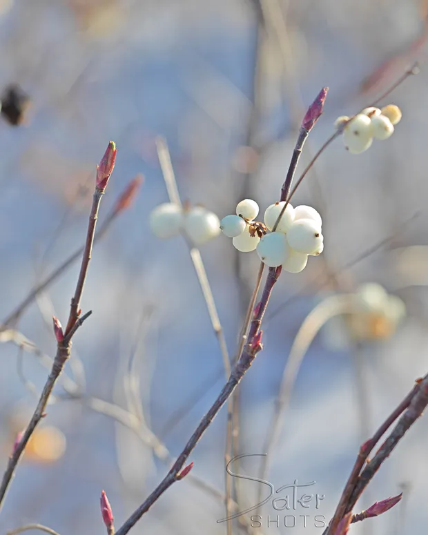 Young blossom
