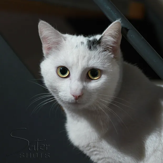 A cat with mesmerising eyes