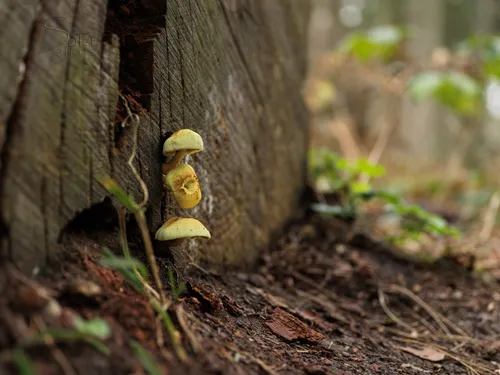 A macro of a mushroom