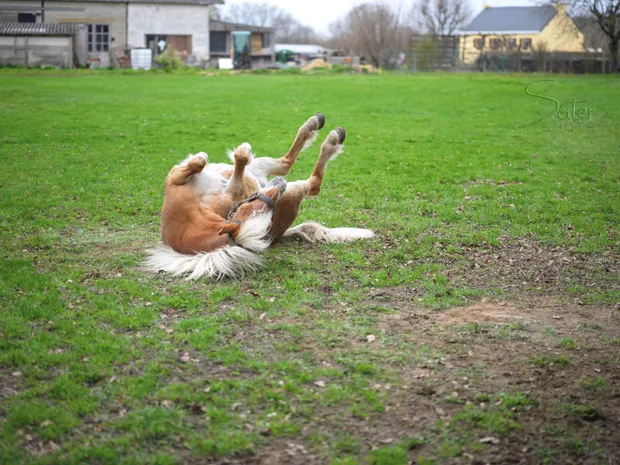 Horse goofing around