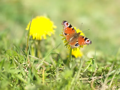 A resting butterfly